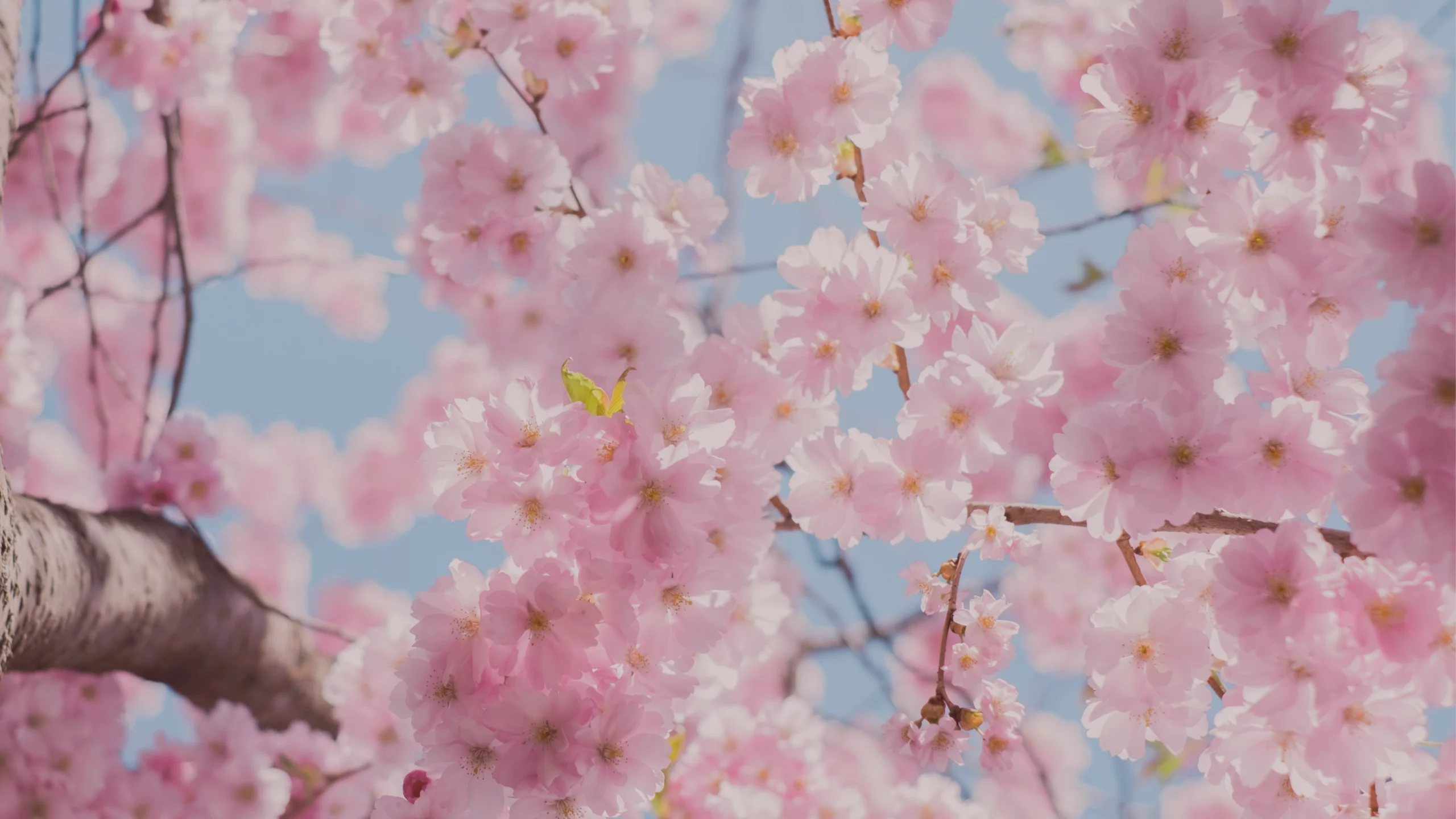 Les-6-bienfaits-du-printemps-sur-la-sante