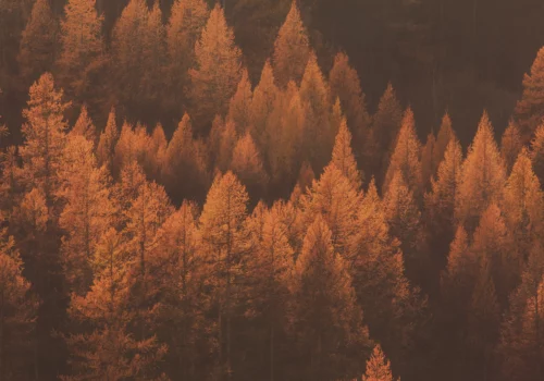 Automne-Boostez- immunite-prevenir-depression saisonniere-naturellement