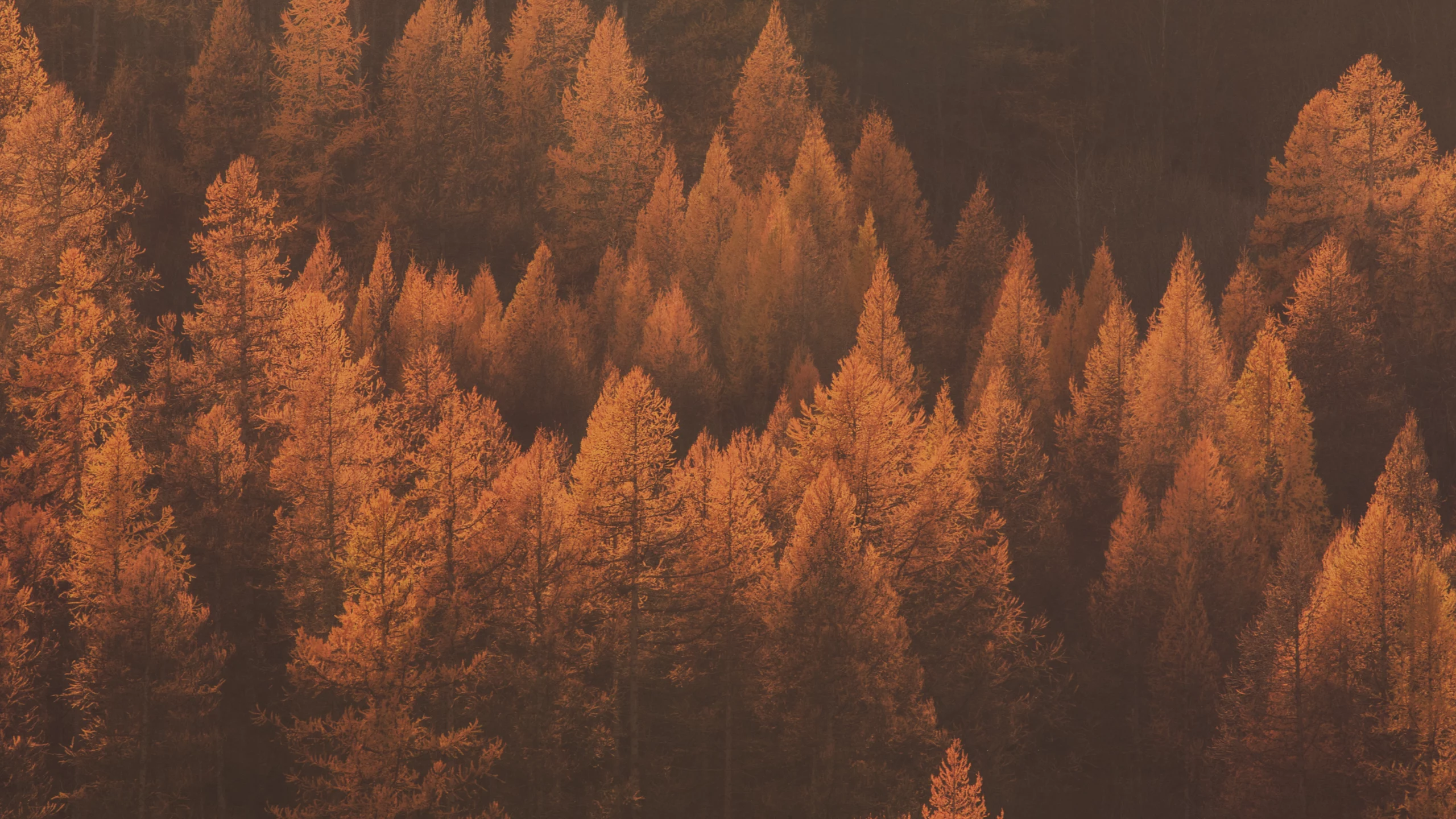 Automne : Boostez votre immunité et prévenez la dépression saisonnière naturellement